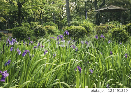知立市、八橋かきつばた園に咲く満開のかきつばた 知立市、八橋かきつばた園に咲く満開のかきつばた 123491839