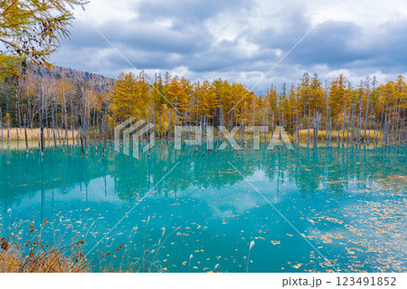 北海道の人気スポット　秋の青い池 123491852