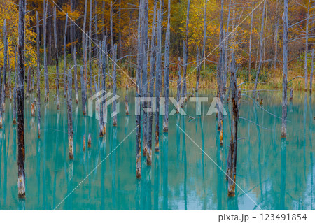 北海道の人気スポット　秋の青い池 123491854