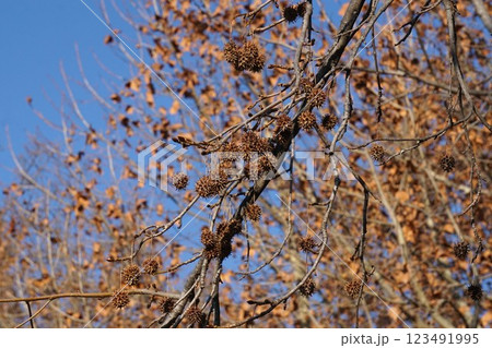 アメリカフウの実・2025年1月 123491995