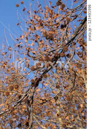 アメリカフウの実・2025年1月 123491996