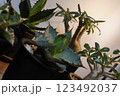 観葉植物(アガベ、グラキリス) 観葉植物(アガベ、グラキリス) 123492037