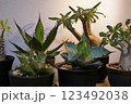 観葉植物(アガベ、グラキリス) 観葉植物(アガベ、グラキリス) 123492038