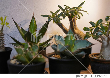 観葉植物（アガベ、グラキリス） 123492038