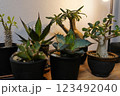 観葉植物(アガベ、グラキリス) 観葉植物(アガベ、グラキリス) 123492040