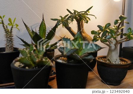 観葉植物（アガベ、グラキリス） 123492040