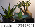 観葉植物(アガベ、グラキリス) 観葉植物(アガベ、グラキリス) 123492041