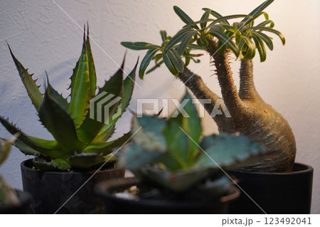 観葉植物（アガベ、グラキリス） 123492041
