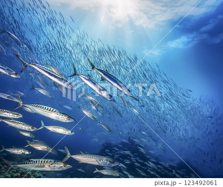 海中を泳ぐサバの群れのイメージ素材 123492061