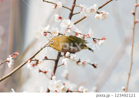 梅の花で休むメジロ 123492121