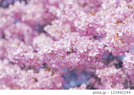 満開の河津桜と青い空 123492244