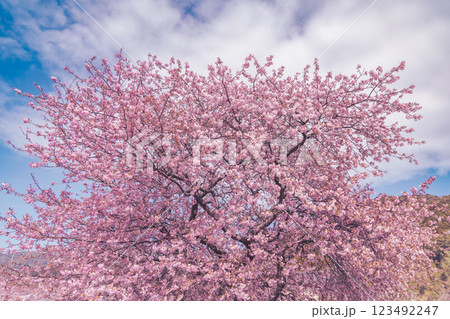 満開の河津桜と青い空 満開の河津桜と青い空 123492247
