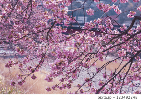 満開の河津桜と青い空 123492248