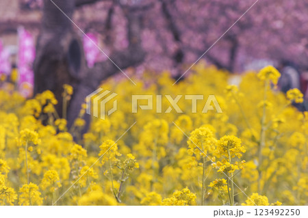 満開の河津桜と青い空 満開の河津桜と青い空 123492250