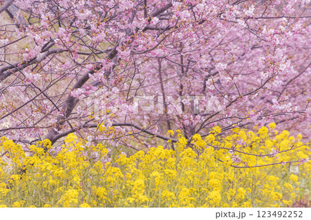 満開の河津桜と青い空 123492252