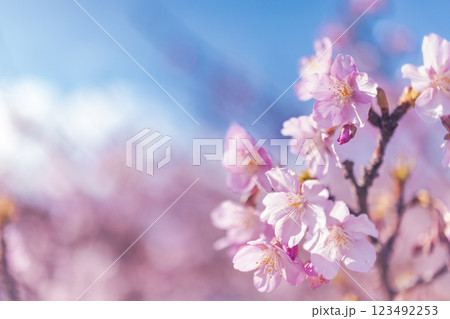 満開の河津桜と青い空 満開の河津桜と青い空 123492253