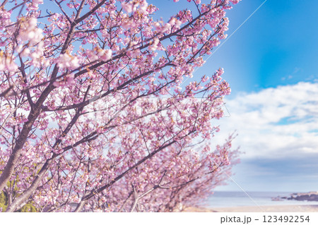 満開の河津桜と青い空 満開の河津桜と青い空 123492254