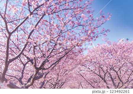 満開の河津桜と青い空 123492261
