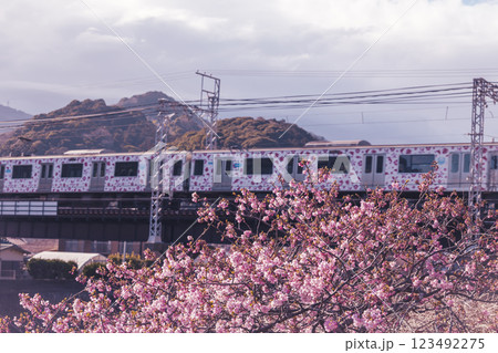 満開の河津桜と青い空 123492275