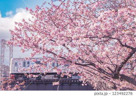満開の河津桜と青い空 123492276