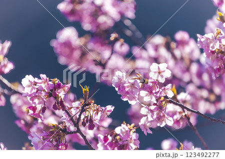 満開の河津桜と青い空 123492277