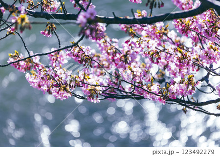 満開の河津桜と青い空 123492279