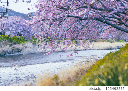 満開の河津桜と青い空 満開の河津桜と青い空 123492285