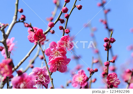 迎春 春の訪れ 迎春 春の訪れ 123492296