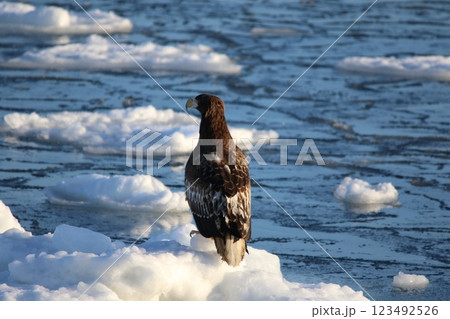 北海道知床 オオワシ 北海道知床 オオワシ 123492526