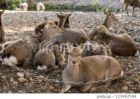 Deer sitting on lawn in Nara park 123492584