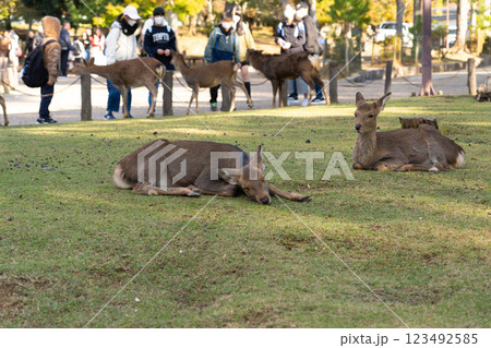 Deer sitting on lawn in Nara park Deer sitting on lawn in Nara park 123492585