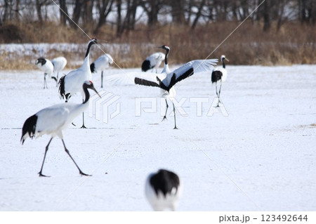 北海道 タンチョウ鶴 北海道 タンチョウ鶴 123492644