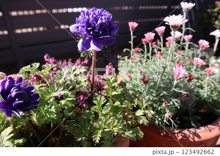 アネモネポルトの寄せ植えとローダンセマム 123492662