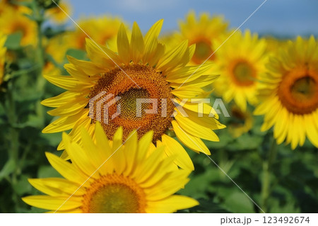大牟田市　ひまわり畑、 123492674