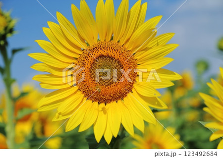 大牟田市 ひまわり畑、 大牟田市 ひまわり畑、 123492684