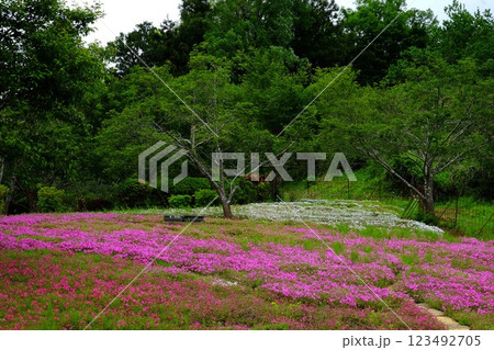 森を背に咲く芝桜 【相模原市津久井 5月】 森を背に咲く芝桜 【相模原市津久井 5月】 123492705