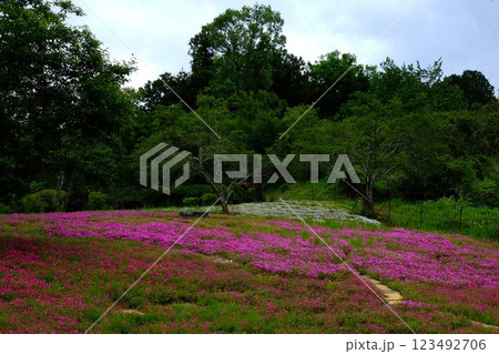 芝桜咲く森　【相模原市津久井　5月】 123492706