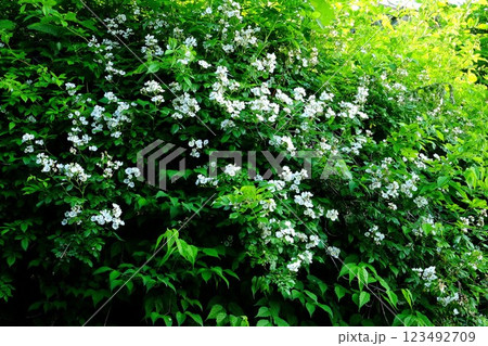 土手に咲く野ばら 【相模原市津久井 5月】 土手に咲く野ばら 【相模原市津久井 5月】 123492709