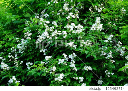 咲き乱れる野ばら　【相模原市津久井　5月】 123492714