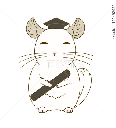 卒業式の装いをするチンチラ(ホワイト) 卒業式の装いをするチンチラ(ホワイト) 123492929