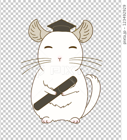 卒業式の装いをするチンチラ(ホワイト) 卒業式の装いをするチンチラ(ホワイト) 123492929