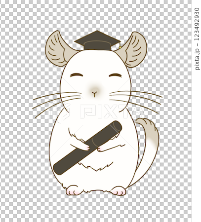 Chinchilla (pied) dressed for graduation 123492930