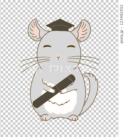 卒業式の装いをするチンチラ(グレー) 卒業式の装いをするチンチラ(グレー) 123492932