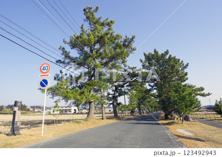 旧東海道の松並木、掛川市原川付近 旧東海道の松並木、掛川市原川付近 123492943