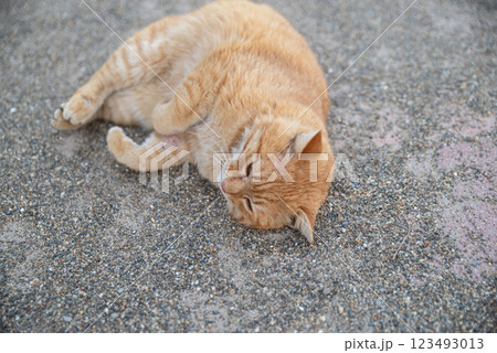 外で寝ころがる猫 外で寝ころがる猫 123493013
