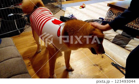 服を着た柴犬 服を着た柴犬 123493044
