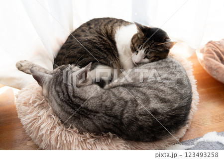 窓辺で眠る二匹の猫 窓辺で眠る二匹の猫 123493258
