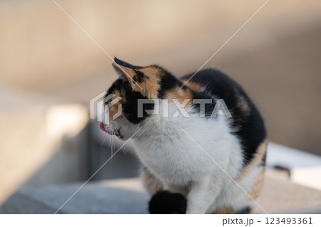 かわいい三毛猫 123493361