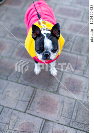 公園で遊ぶ愛犬 ボストンテリア 公園で遊ぶ愛犬 ボストンテリア 123493438