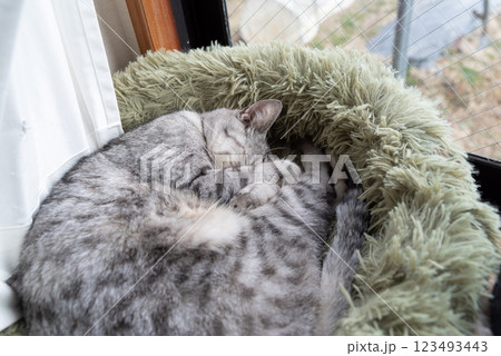 窓辺で眠る猫 サバトラ猫 窓辺で眠る猫 サバトラ猫 123493443